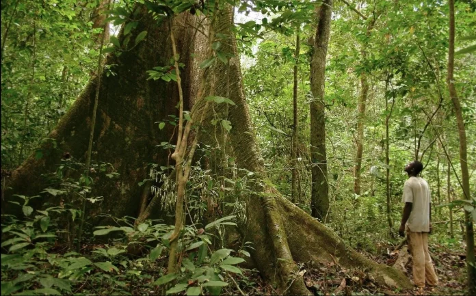 L’iboga, plante sacrée au Gabon et remède ancestral convoité