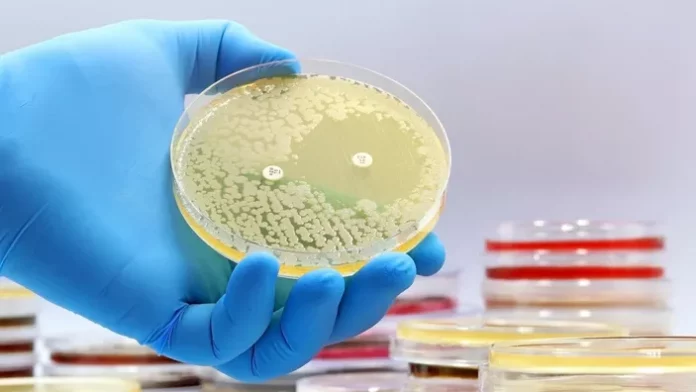 Peste, lèpre… Des chercheurs scrutent les microbes du passé