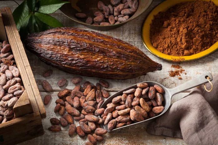 Cacao : Le Cameroun vers une nouvelle envolée des prix