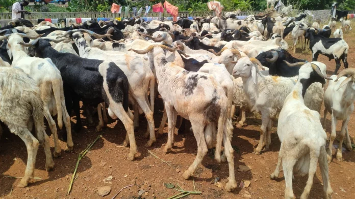 Fête de la Tabaski : Le mouton à prix d’or