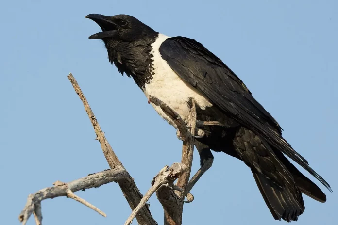 Le corbeau : Un animal qui garde rancune pendant plus de 17 ans