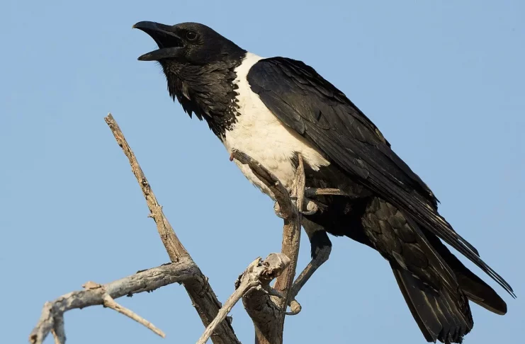 Le corbeau