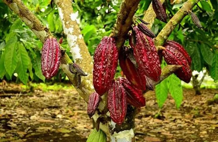 cacao rouge menace