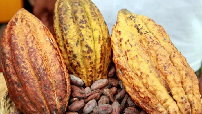 Filière cacao : Renforcer la position sur le marché mondiale