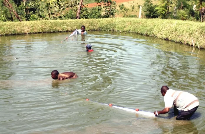 Pisciculture : Le Cameroun veut augmenter sa production