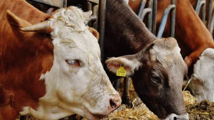 Yaoundé : Une vache provoque un accident qui fait deux morts