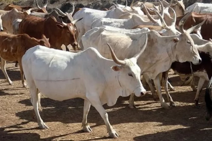 Filière bovine : un complexe agro-industriel à Douala