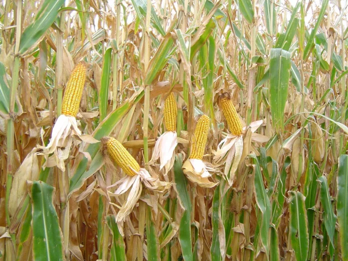 Filière maïs : Déficit structurel et coûts de production élevés