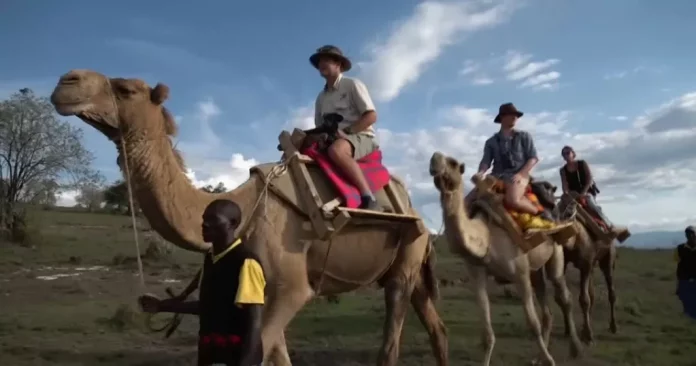 Le dromadaire prend le relais pastoral face à la crise climatique au Kenya