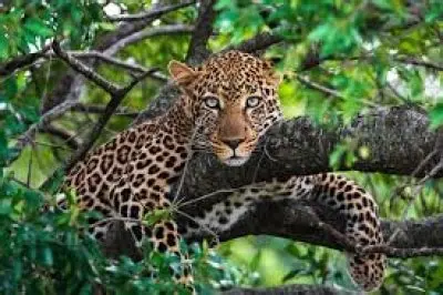 Conservation du léopard en Afrique de l’Ouest : entre menace régionale et refuge ivoirien