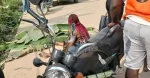 "motor boy" écrasé accidentellement