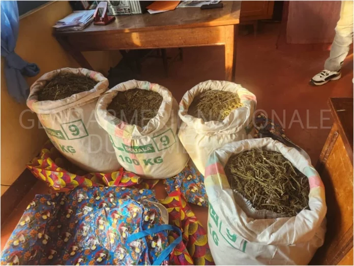 Nord-Ouest : Plus de 200 kg de chanvre indien saisis à Bamenda