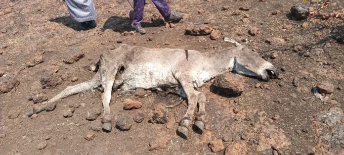 Minim-Martap : 43 corbeaux et un âne retrouvés morts