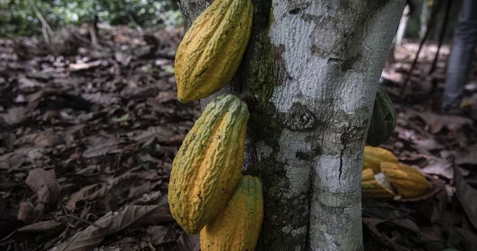 Ghana : le cacao en crise, le gouvernement baisse le prix à la production