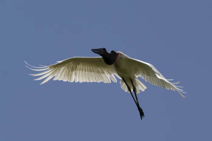 La migration de la Barge hudsonienne menacée : 30 000 km par an pour un oiseau au bord de l’extinction