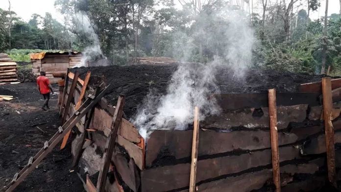 Production de charbon de bois : Déforestation et risques sanitaires