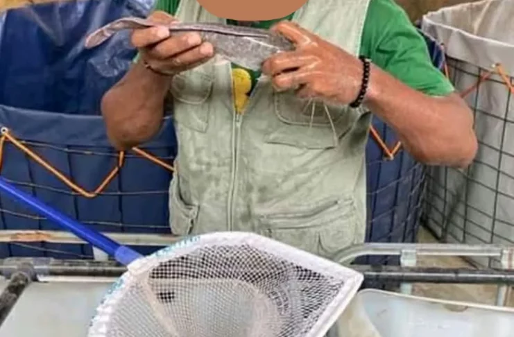 Les bacs à silures