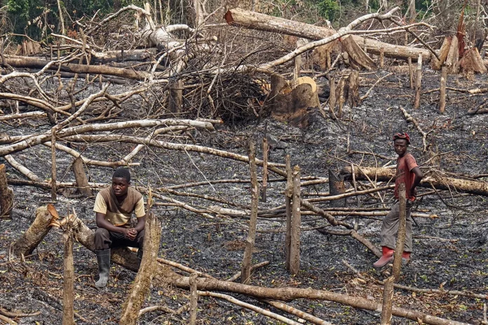 Travaux champêtres : Le temps de l’agriculture sur brûlis