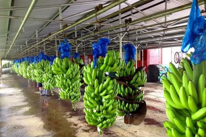 Banane camerounaise : Les exportations en hausse