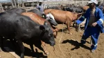 Namibie viande suspendue à l'export