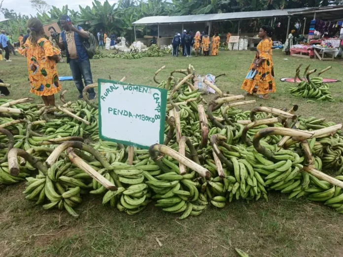 Mbonjo : Le Marché vert, acte 3